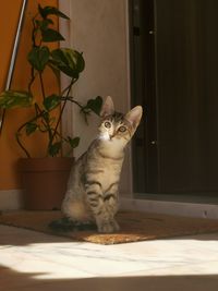 Portrait of cat sitting at home