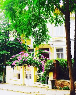 Plants growing by building