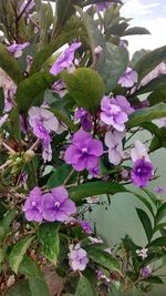 Close-up of fresh pink flowers blooming in garden