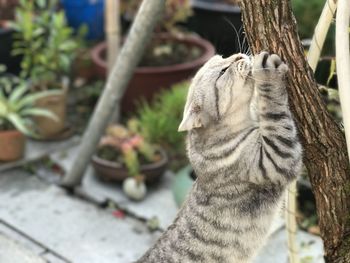 Close-up of cat scratching a tree