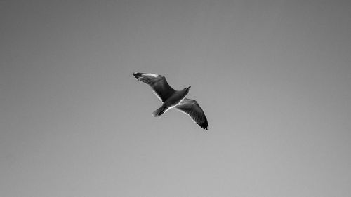 Low angle view of eagle flying against clear sky