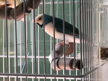 Close-up of bird in cage