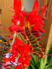 Close-up of red flowering plant