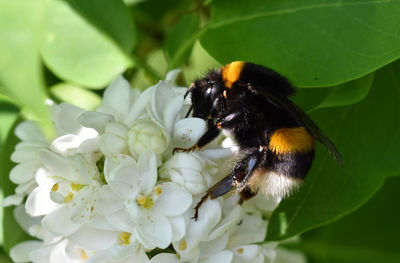 Close-up of bee pollinating on flower