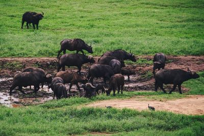 A herd of buffaloes at a watering hole in taita hills wildlife sanctuary, voi, kenya