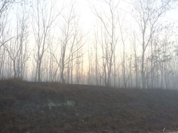 Bare trees on landscape against sky