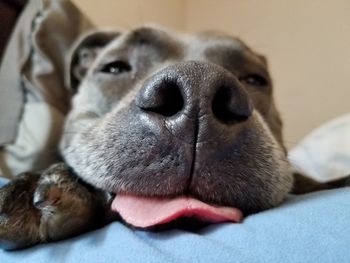 Close-up portrait of dog relaxing on bed at home