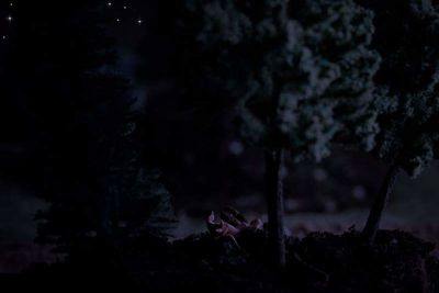 Trees in forest against sky at night