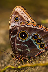 Close-up of butterfly