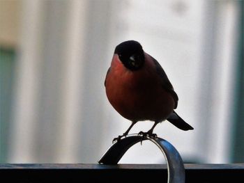 Close-up of bird perching outdoors