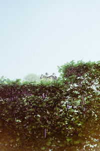 Low angle view of trees against clear sky