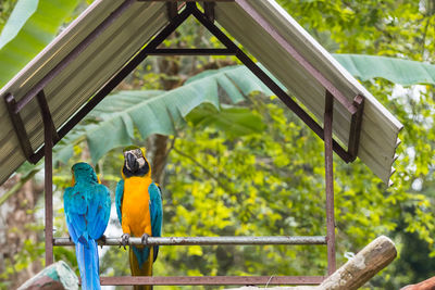 View of two birds perching on railing