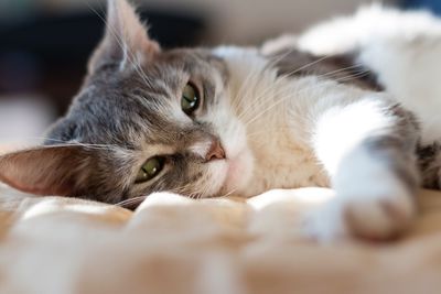 Close-up portrait of cat relaxing