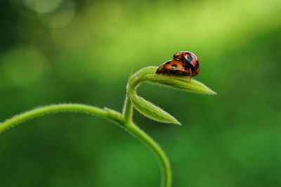 Close-up of ladybug on plant