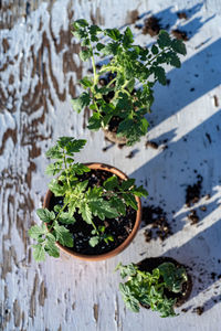 High angle view of potted plants on table