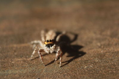 Jumping spider on the wall