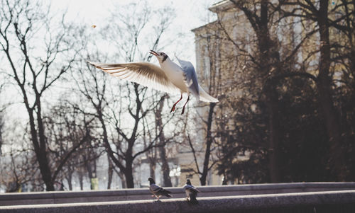 Seagull flying over a bare trees