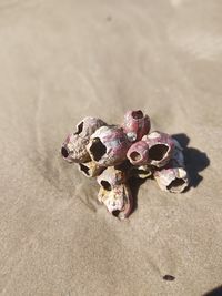High angle view of a crab on sand