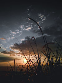 Silhouette plants growing on field against sky during sunset