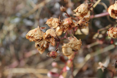 Close-up of flowers on tree