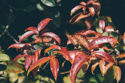 Close-up of orange leaves on plant