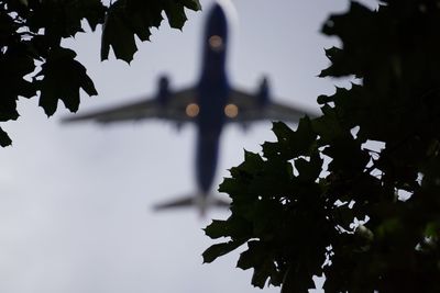 Close-up of silhouette leaves growing on tree against sky