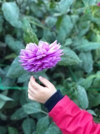 Close-up of hand holding pink flower