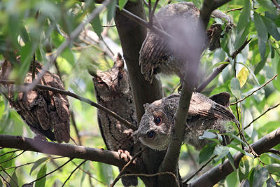 Low angle view of squirrel on tree