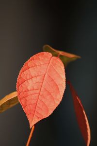 Close-up of orange leaves against black background