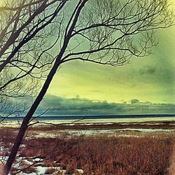 Bare tree on landscape against sky