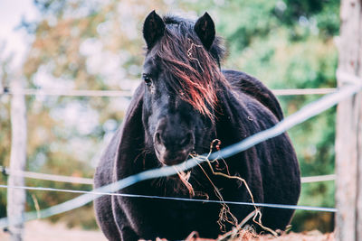 Horse in a field