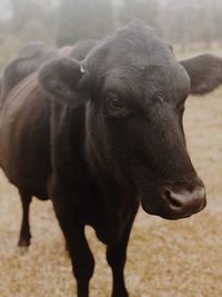 Cow standing in a field