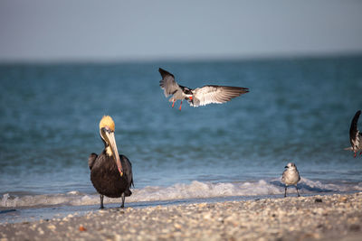 Close-up of seagulls by sea against sky