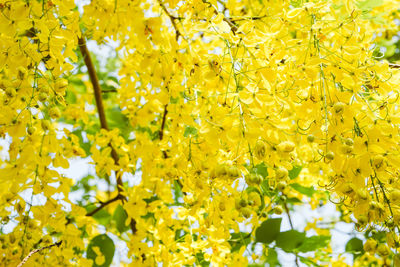 Close-up of yellow flowering plant