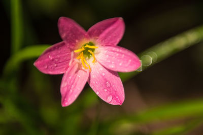 Close-up of pink rose flower