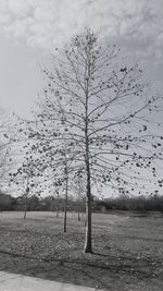 Bare tree on field against sky