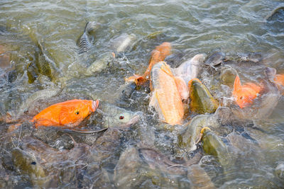 High angle view of koi carps swimming in lake