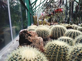 Succulent plants in greenhouse