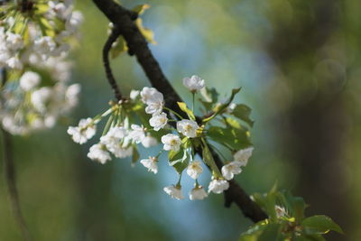 Close-up of cherry blossoms in spring