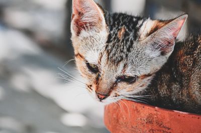 Close-up of a cat looking away