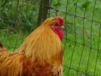 Chicken at the farmers market