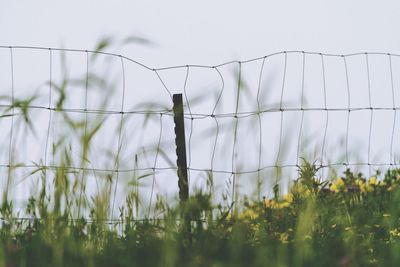 Close-up of flowering plants on field against sky