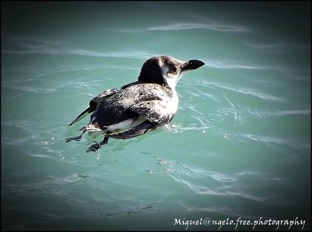 animal themes, one animal, bird, animals in the wild, wildlife, water, nature, full length, sky, outdoors, day, no people, low angle view, zoology, blue, perching, high angle view, side view, beauty in nature, reflection