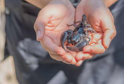 Close-up of hand holding a scorpion