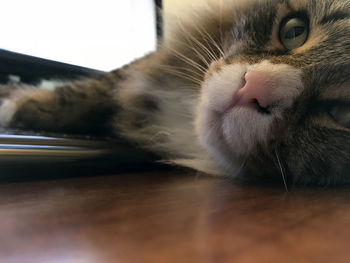 Close-up portrait of a cat