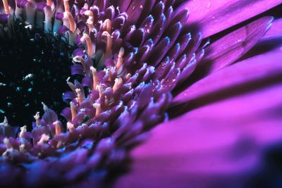 Close-up of purple flowering plant