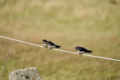 Close-up of swallows perching on rope
