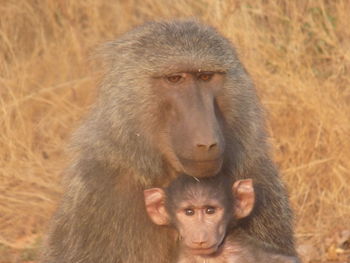 Close-up portrait of monkey