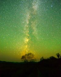 Silhouette trees against sky at night