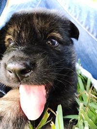 Close-up of dog